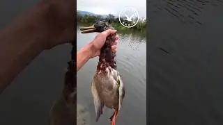 Как достать утку без собаки? 