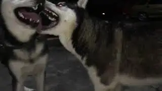 Хаски серьезные игры