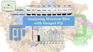 Revolutionize Your Western Blot Analysis: Learn How to Perform Densitometry with ImageJ