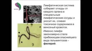 Применение аппаратов БИОМЕДИС. «Старые» паразиты — источники новых проблем со здоровьем.