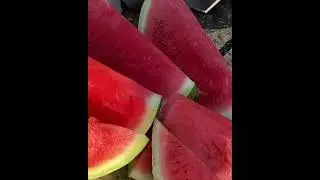 Foundation Asheville featuring records watermelon skateboards samplers fun good genes and samplers