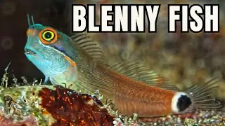 Every Blenny Worth Keeping in a Saltwater Tank