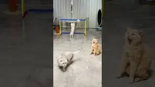 Today we have training 🤪🐱 #couplelife