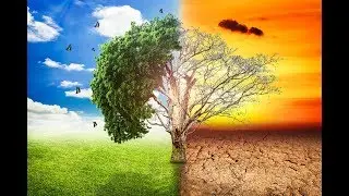 How do plants feed and breathe?!