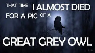That time I almost died for a Great Grey Owl photo!