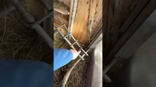 Птичий Хостел 🐔 Лакшери Отель Для Яйцестрелов 🥚