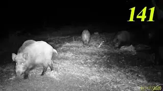 Wild boars. Wild boars on the feeder. Hunting and fishing. Issue No. 141