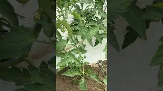 #махитос