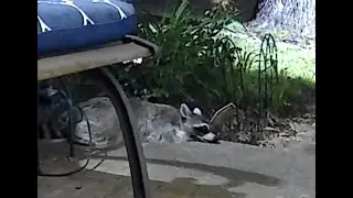 Baby Coons w/Mom, to visit my Front Door for Food.  Tulsa Oklahoma