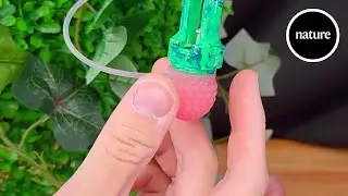 A robotic raspberry teaches machines how to pick fruit