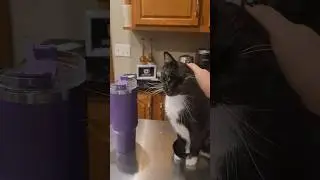 A Day in My Cat's Life