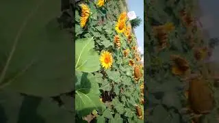 проездом возле сортовых участков Н.Серогозы