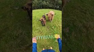 I slinky booped a Highland Cow 🏴󠁧󠁢󠁳󠁣󠁴󠁿#slinkytricks #scotland
