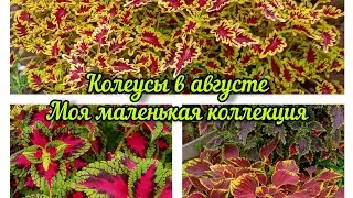 Колеусы вдоль дорожки. Моя маленькая коллекция яркой 