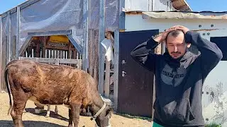 КАК С НИМИ БОРОТЬСЯ? ЧТО БУДЕТ ДАЛЬШЕ? САЖАЕМ ДЕРЕВЬЯ! НАША ФЕРМА! ЖИЗНЬ ПРОСТЫХ ЛЮДЕЙ В ДЕРЕВНЕ!