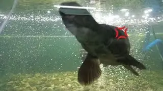 Fish🐟