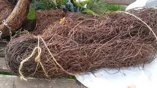Fern roots for orchids and where I get them. There's a refutation in the description below the vi...
