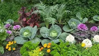 Соседство овощей на грядке, что с чем садить, правильное сочетание овощей и зелени, подбор культур