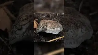 Пошук загиблих