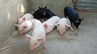 I release mother and piglets ll Taking care of pig ll Pig farm in Assam