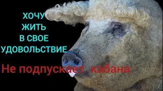 СВИНЬЯ В ОХОТЕ НЕ ПОДПУСКАЕТ КАБАНА. ЭСТРОФАН НЕ ПОМОГ.жизнь в деревне