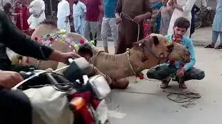 Dangerous camel qurbani professional Qasi in the House....