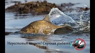 Нерестовый запрет скучная рыбалка! 2024
