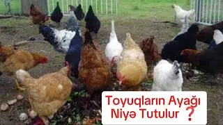 Toyuqların ayağı niyə tutulur ❓ Hansı səbəbdən ❓
