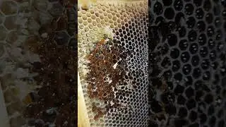 плохой мёд для зимовки пчёл