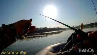 Щуки нет , но окунь оживает .Жара !