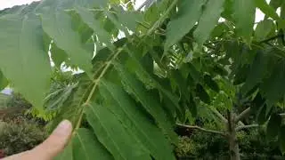 Орех маньчжурский