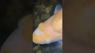 Kako se KOI saran ponasa nocu
