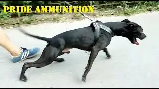 НАША ШЛЕЙКА ПОД НАГРУЗКОЙ / PRIDE