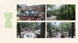 video monkey cup penang hill