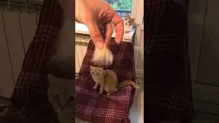 Ты скажи барашек наш, сколько шерсти ты нам дашь 😹 #котовлог #catshorts #catlover #funnycats