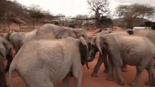 Kasigau, Ishanga, and Makireti move to Ithumba Unit | Sheldrick Trust