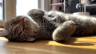 Cats purring is the most relaxing moment at home