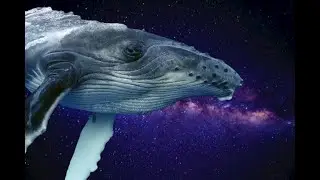 Киты - супер чудовища и хищники!