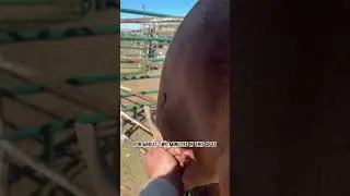 Horse Branding Hack