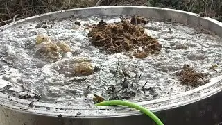 Easy Recipe For Making LOTS Of Compost Tea!
