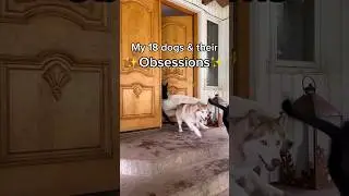 What are your dog’s obsessions? 🤔 #rescuedogs #fosterdogs #dogsofyoutube