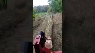 Débardage de grumes de chêne 