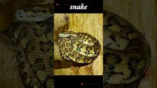 जानवरों की तरह दिखते हैं ये पत्थर😳 #trending #shorts #short #amazingfacts #viralvideo #viral #facts