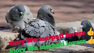Story WA merpati lovers