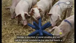 Prof Simon Turner on social competence in livestock