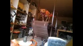 Pitbull treandmil