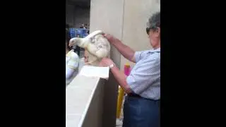 Chicken abuse in Israel #kaparot 2013