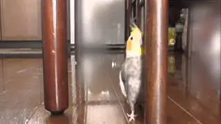 Я Корелла, я ничего не хочу знать