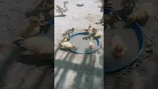 Cute Little  Ducklings #subscribeformore #viral #duckling