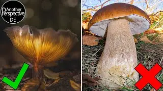 Pilz Fotografie Ideen im Wald 🍄 Leuchtende Pilze Foto Tutorial